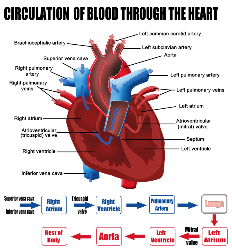 What are the parts that make up a human heart? Diagrams and More