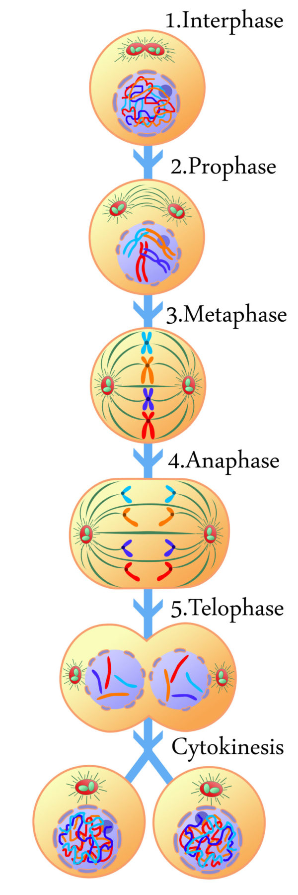 What happens in the cell cycle? The Learning Hypothesis