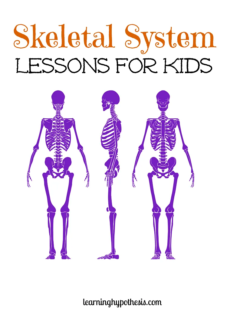 Skeletal system for kids