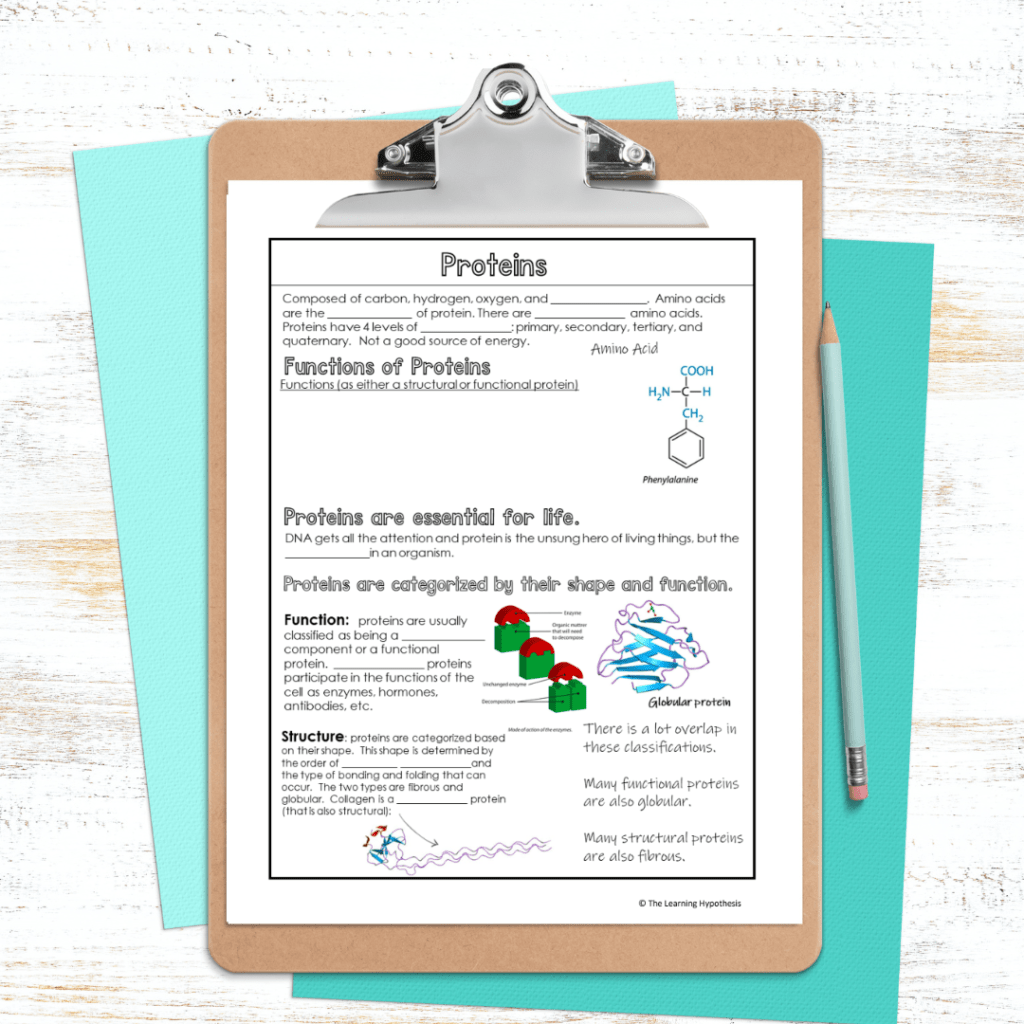 Biomolecules Notes – The Learning Hypothesis